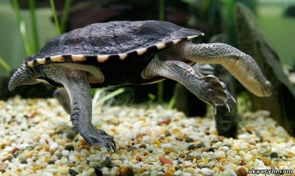 Akváriumi halak és növények - vízi teknősök