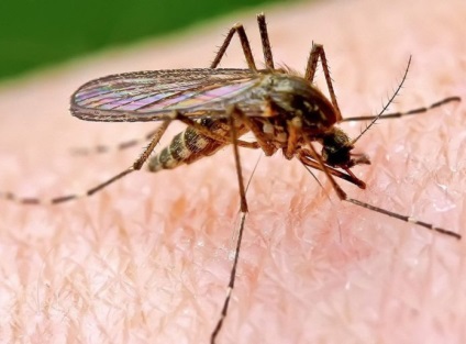 Allergiás a szúnyogcsípés egy gyermek és felnőtt