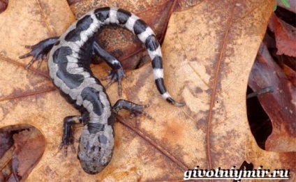 Ambistoma kétéltű (kétéltű) Ambistoma kétéltű