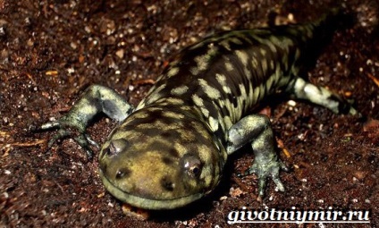 Ambistoma kétéltű (kétéltű) Ambistoma kétéltű