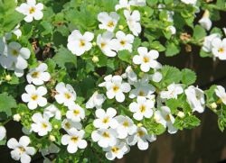 Ampelnye Bacopa - növekvő magról (Hang-Downing) Ampelnye Bacopa - növekvő magról