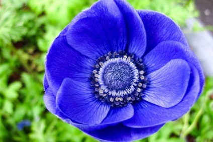 Anemone megfelelő ellátást, ültetés, tenyésztés (Anemone otthon) Anemone megfelelő ellátást, ültetés, tenyésztés