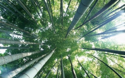 Bamboo - forrása a jó hangulat