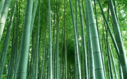 Bamboo - forrása a jó hangulat