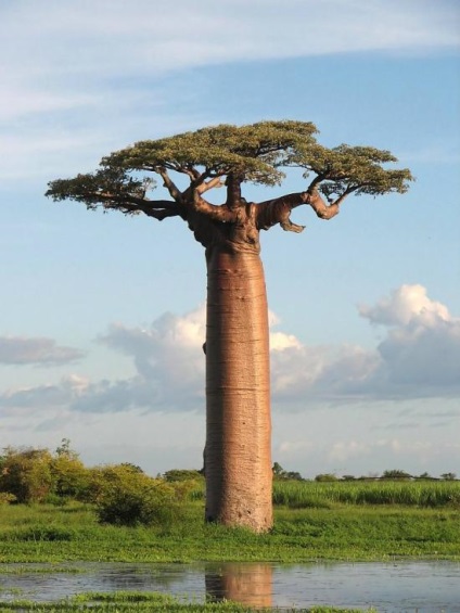 Baobab fa - egy élet szimbóluma - a vad vad világban