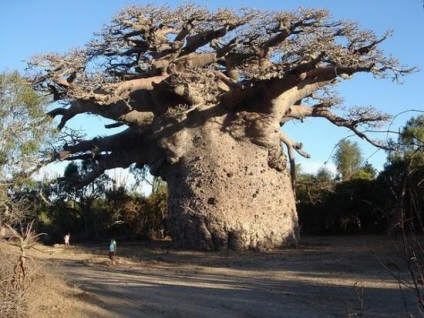 Baobab fa - egy élet szimbóluma - a vad vad világban