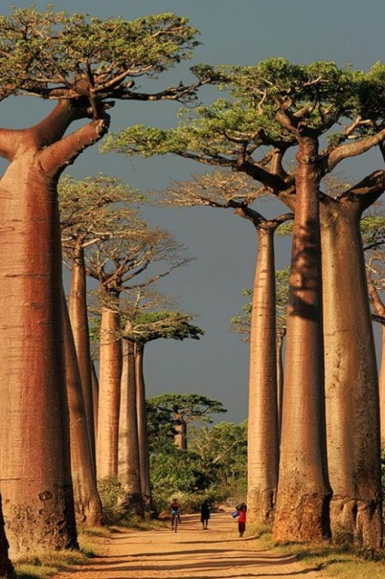 Baobab fa - egy élet szimbóluma - a vad vad világban