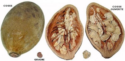 Baobab fa - egy élet szimbóluma - a vad vad világban