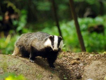 Badger kövér gyerekek köhögés kezelésére, valamint eljárások (csiszolás, stb)