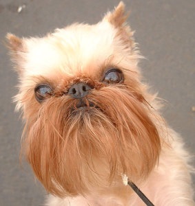 Belga Griffin és más fajok leírása (rock) Belga Griffon és más fajták leírása