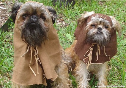 Belga Griffin és más fajok leírása (Belgium) Belga Griffon és más fajták leírása