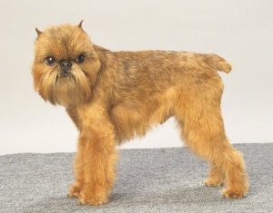 Belga Griffin és más fajok leírása (Belgium) Belga Griffon és más fajták leírása