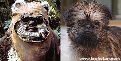 Belga Griffin és más fajok leírása (Belgium) Belga Griffon és más fajták leírása