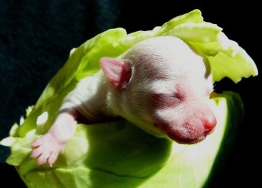 Terhesség Chihuahua nap jellemzőit és viselkedését a kutya