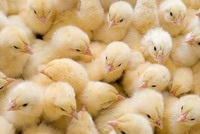 Üzleti terv növekvő csirkék eladó