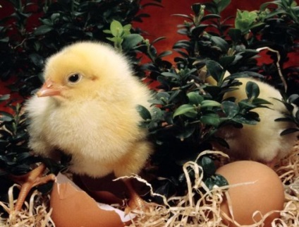 Üzleti - termesztése és értékesítése a csirkék, a legjobb üzleti ötletek