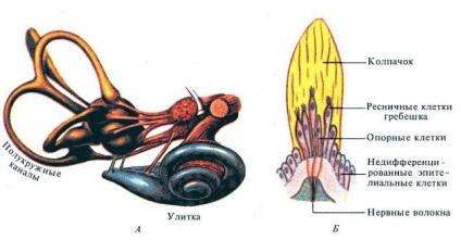 Meniere-betegség, hogy ez, tünetek, kezelés