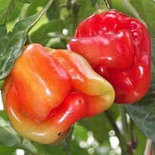 Paprika fotókat és leírást - levelek, magvak (levél) Paprika fotókat és leírást - levelek, magvak