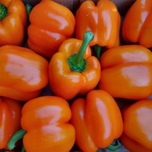 Paprika fotókat és leírást - levelek, magvak (bors) Paprika fotókat és leírást - levelek, magvak