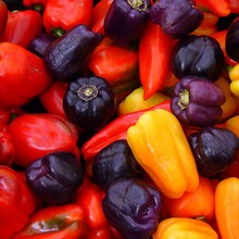 Paprika fotókat és leírást - levelek, magvak (levél) Paprika fotókat és leírást - levelek, magvak