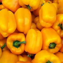 Paprika fotókat és leírást - levelek, magvak (bolgár) Paprika fotókat és leírást - levelek, magvak