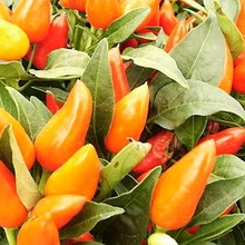 Paprika fotókat és leírást - levelek, magvak (levél) Paprika fotókat és leírást - levelek, magvak