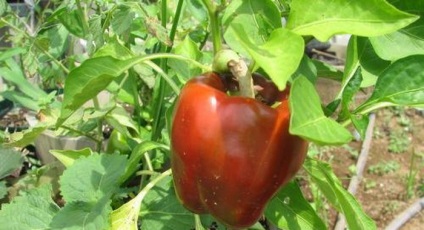 Paprika fotókat és leírást - levelek, magvak (mag) Paprika fotókat és leírást - levelek, magvak