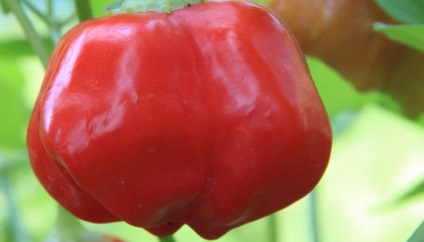 Paprika fotókat és leírást - levelek, magvak (mag) Paprika fotókat és leírást - levelek, magvak