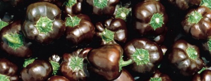 Paprika fotókat és leírást - levelek, magvak (bors) Paprika fotókat és leírást - levelek, magvak