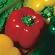 Paprika fotókat és leírást - levelek, magvak (fotó) Paprika fotókat és leírást - levelek, magvak