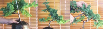 Bonsai fenyő annak kézápolás, metszés