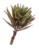 Bonsai fenyő annak kézápolás, metszés (fenyő bonsai gondozás) Bonsai fenyő annak kézápolás, metszés