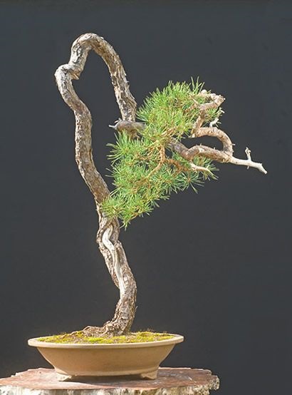 Bonsai fenyő annak kézápolás, metszés