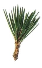 Bonsai fenyő annak kézápolás, metszés (hogyan lehet egy bonsai fenyő) Bonsai fenyő annak kézápolás, metszés