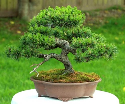 Bonsai fenyő annak kézápolás, metszés