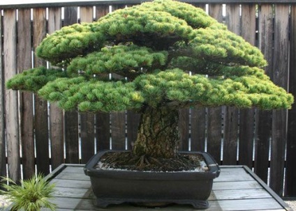 Bonsai fenyő annak kézápolás, metszés