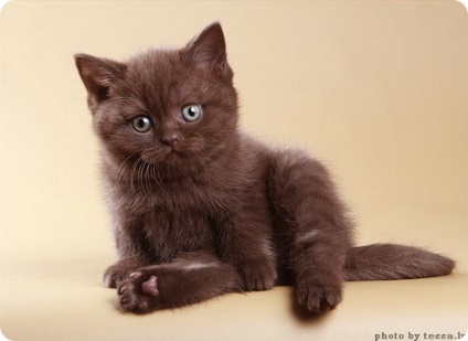 Brit rövidszőrű macska, fotó brit macska