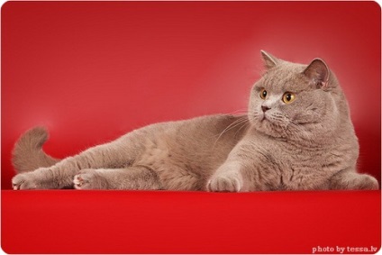 Brit rövidszőrű macska, fotó brit macska