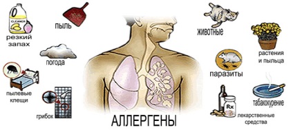 Bronchiális asztma, allergiás fertőző formája függőség