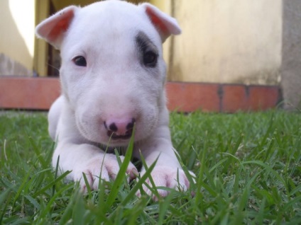 Bull terrier fajta történetét, karakter, mint veszélyes