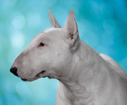 Bull terrier fajta történetét, karakter, mint veszélyes