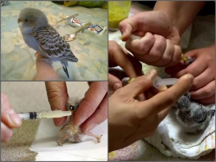 A takarmány csibék törpepapagájok (csibék törpepapagájok) Mi a takarmány baba madarak budgies