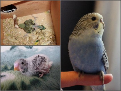 A takarmány csibék törpepapagájok (csibék) Mi a takarmány baba madarak budgies