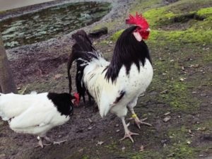 A csirkéket lakenfelder vonzódnak annyira a gazdák, és mik az előnyei (tyúkok otthon) A csirkéket lakenfelder vonzódnak annyira a gazdák, és mik az előnyei
