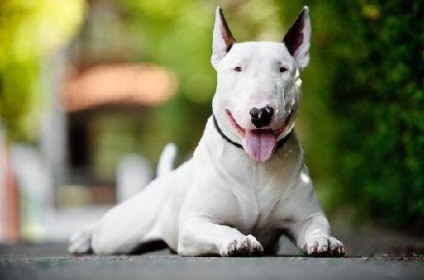 Mennyire veszélyes bull terrier (terrier) Mennyire veszélyes bull terrier