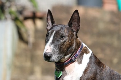 Mennyire veszélyes bull terrier (veszélyes) Mennyire veszélyes bull terrier