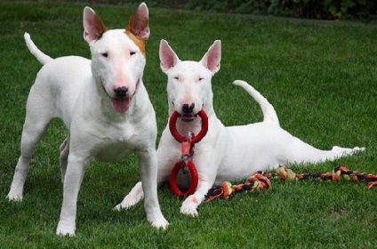 Mennyire veszélyes bull terrier (kutya a fajta) Mennyire veszélyes bull terrier