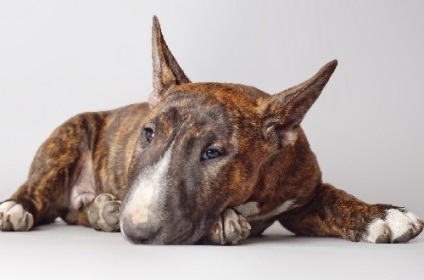 Mennyire veszélyes bull terrier (veszélyes) Mennyire veszélyes bull terrier