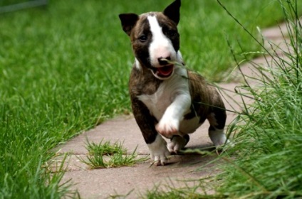 Mennyire veszélyes bull terrier (veszélyes) Mennyire veszélyes bull terrier