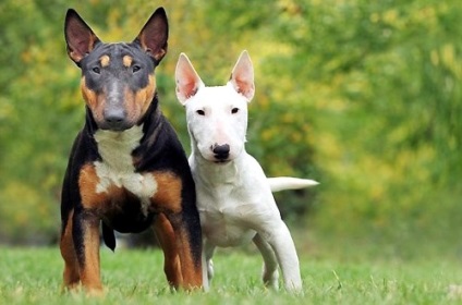 Mennyire veszélyes bull terrier